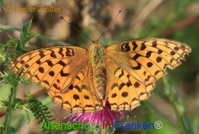 Bild zum Eintrag (1130215-160)