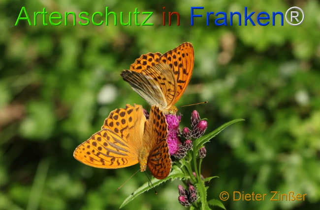 Bild zum Eintrag (1130219-160)