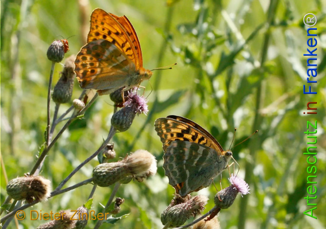 Bild zum Eintrag (1130220-160)