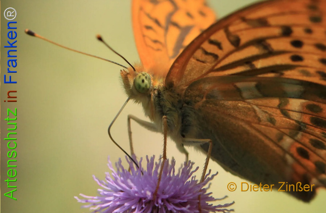 Bild zum Eintrag (1130224-160)