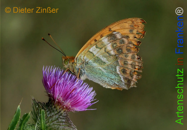 Bild zum Eintrag (1130226-160)