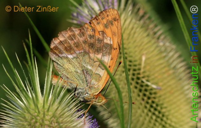 Bild zum Eintrag (1130227-160)