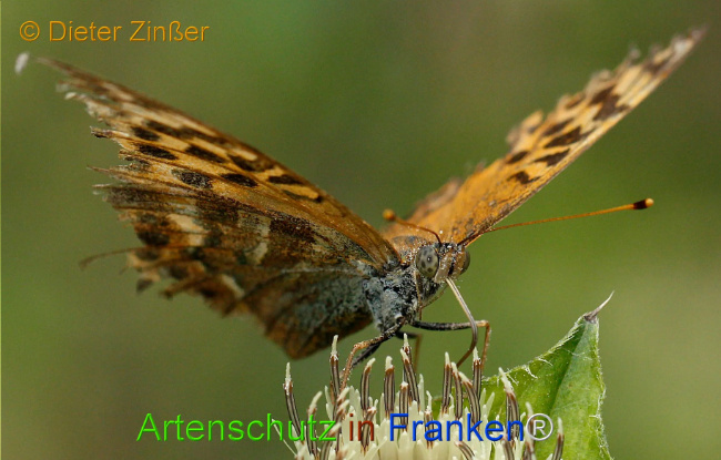 Bild zum Eintrag (1130230-160)