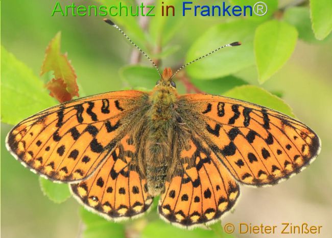 Bild zum Eintrag (1130232-160)