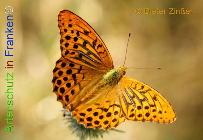 Bild zum Eintrag (1130233-160)