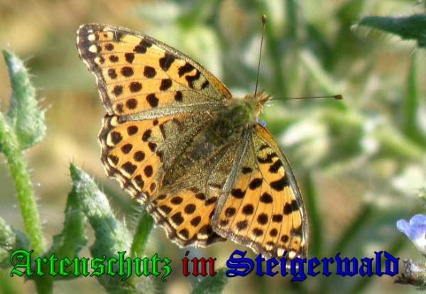 Bild zum Eintrag (1130237-160)