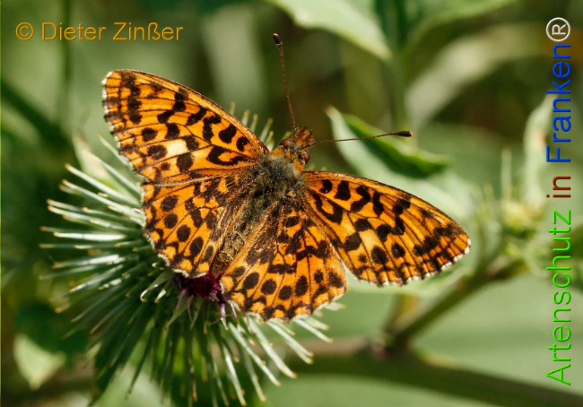 Bild zum Eintrag (1130239-160)