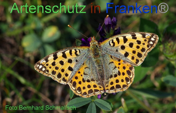 Bild zum Eintrag (1130240-160)