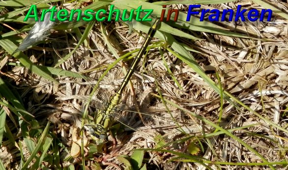 Bild zum Eintrag (1130283-160)