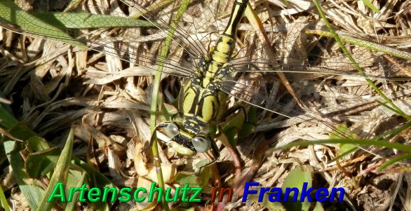 Bild zum Eintrag (1130284-160)