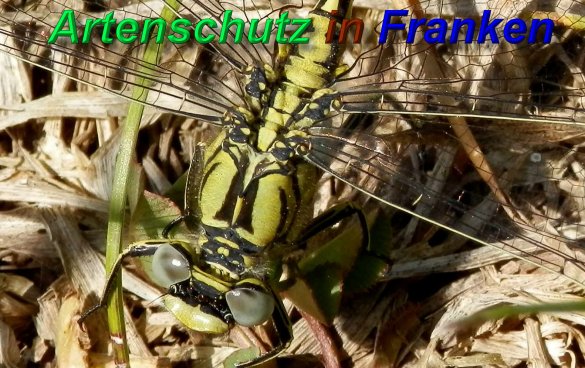 Bild zum Eintrag (1130286-160)