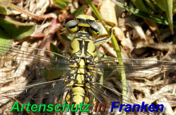 Bild zum Eintrag (1130293-160)