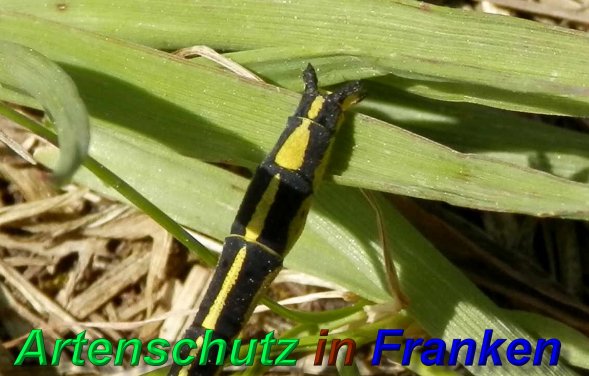 Bild zum Eintrag (1130294-160)