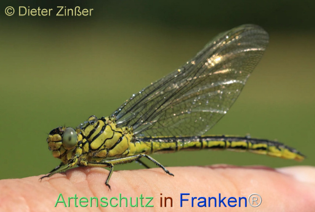 Bild zum Eintrag (1130304-160)