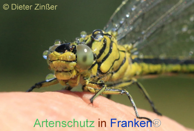 Bild zum Eintrag (1130305-160)