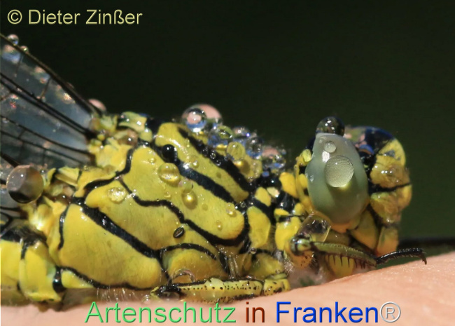 Bild zum Eintrag (1130306-160)