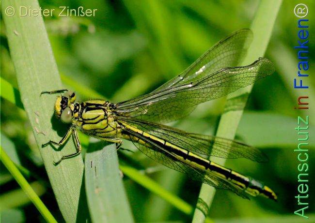 Bild zum Eintrag (1130311-160)