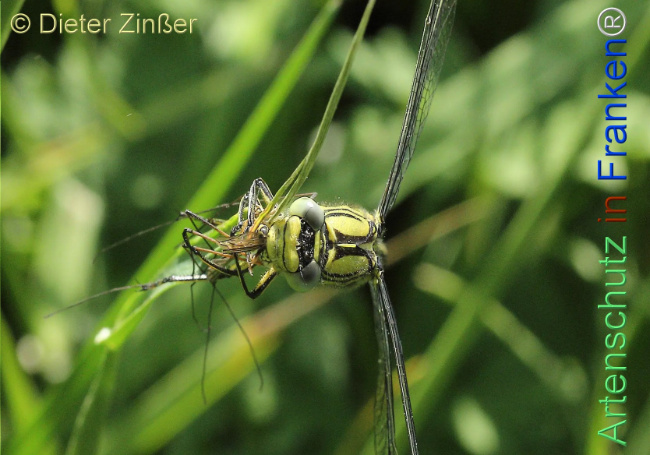 Bild zum Eintrag (1130312-160)