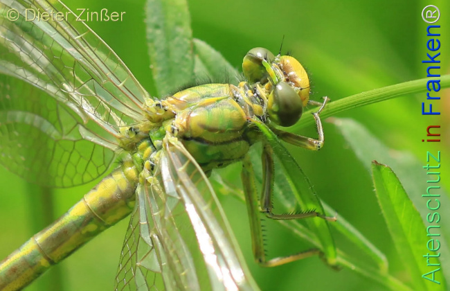 Bild zum Eintrag (1130313-160)
