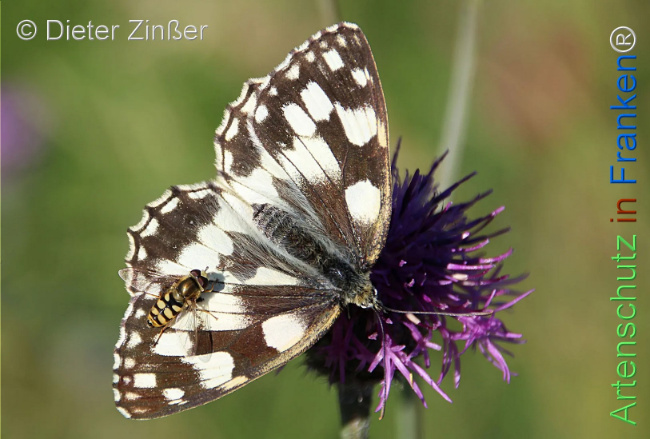 Bild zum Eintrag (1130351-160)