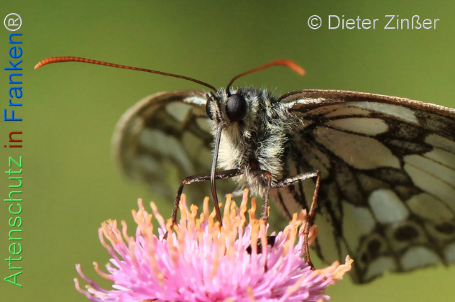 Bild zum Eintrag (1130352-160)