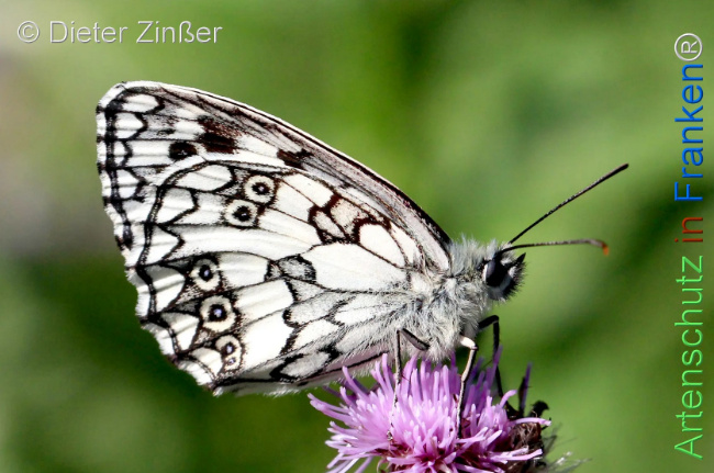 Bild zum Eintrag (1130358-160)