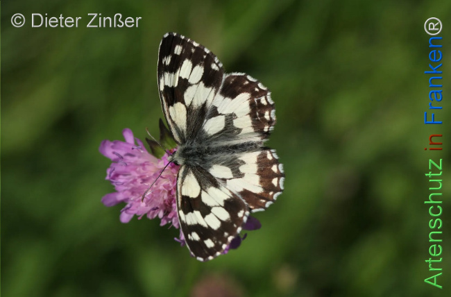 Bild zum Eintrag (1130359-160)