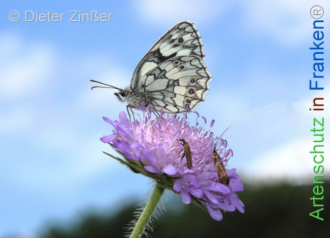 Bild zum Eintrag (1130364-160)