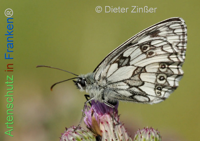 Bild zum Eintrag (1130365-160)