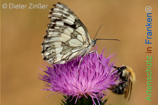 Bild zum Eintrag (1130366-160)