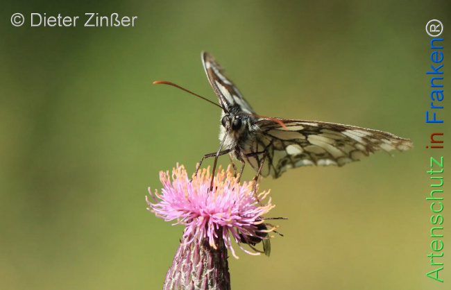 Bild zum Eintrag (1130371-160)