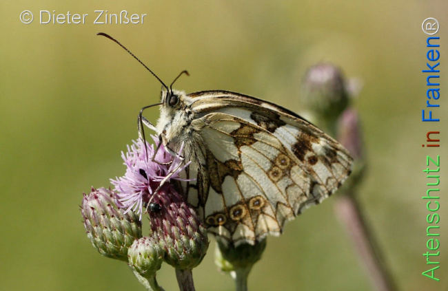 Bild zum Eintrag (1130372-160)