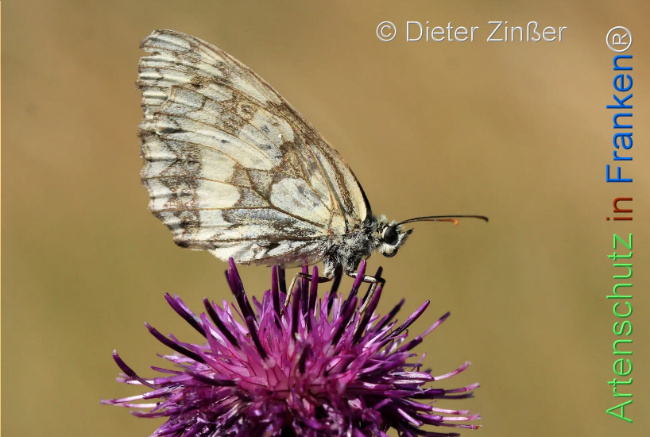 Bild zum Eintrag (1130373-160)