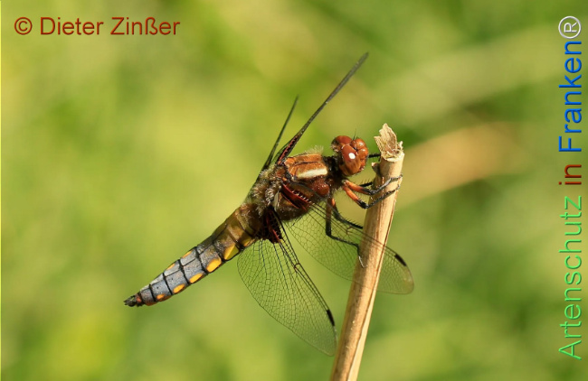 Bild zum Eintrag (1130385-160)