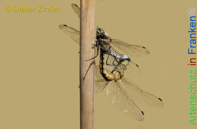 Bild zum Eintrag (1130388-160)