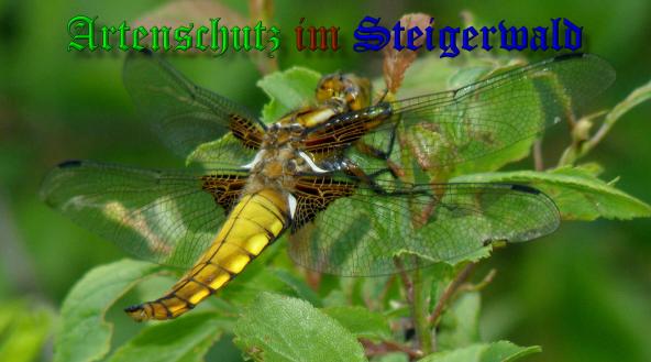 Bild zum Eintrag (1130429-160)