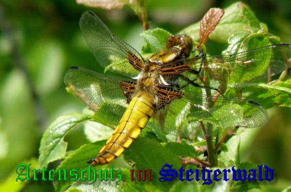 Bild zum Eintrag (1130430-160)