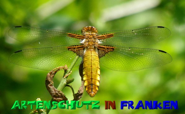 Bild zum Eintrag (1130437-160)