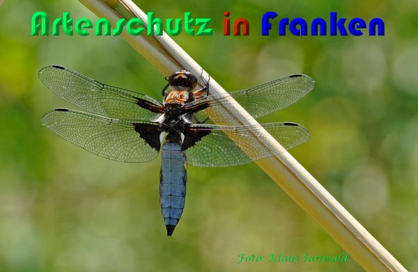 Bild zum Eintrag (1130439-160)