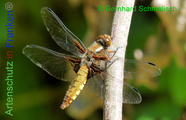 Bild zum Eintrag (1130443-160)