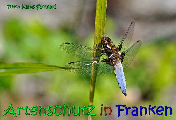 Bild zum Eintrag (1130444-160)