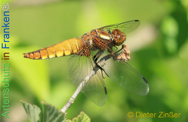 Bild zum Eintrag (1130448-160)