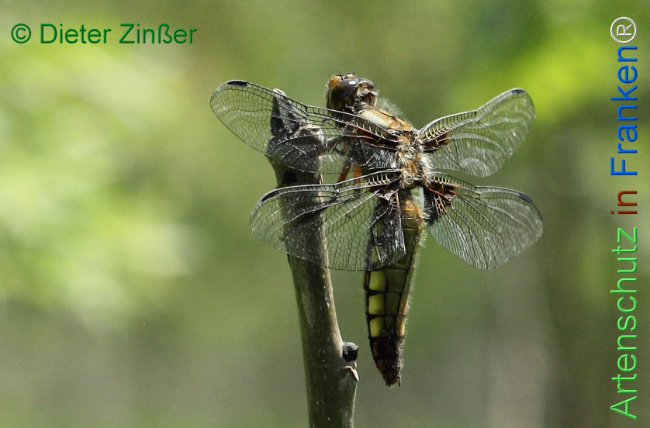 Bild zum Eintrag (1130457-160)