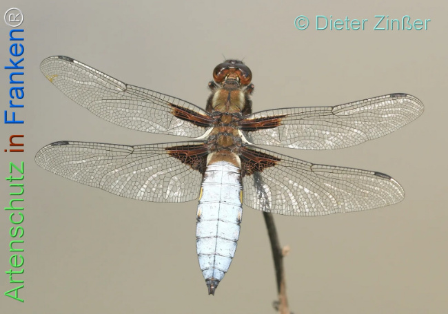 Bild zum Eintrag (1130458-160)