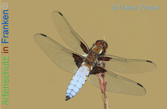 Bild zum Eintrag (1130459-160)