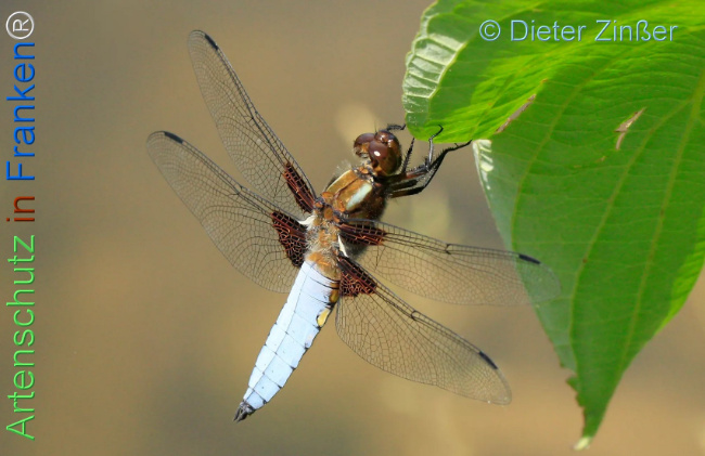 Bild zum Eintrag (1130460-160)