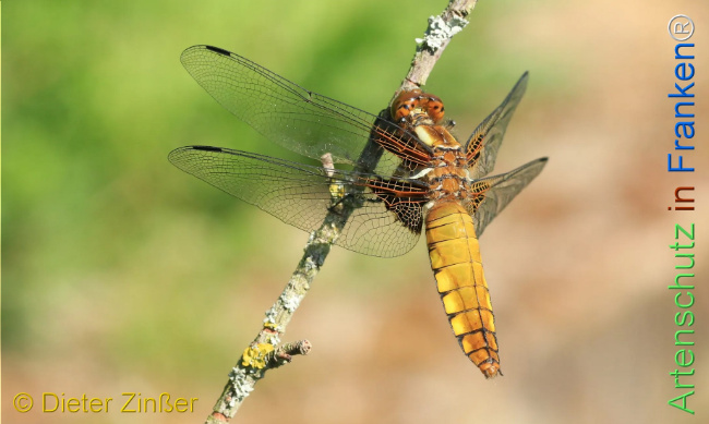 Bild zum Eintrag (1130468-160)