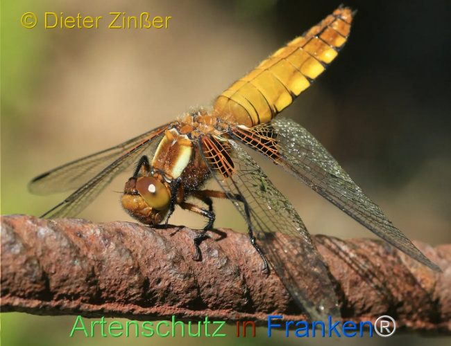 Bild zum Eintrag (1130469-160)