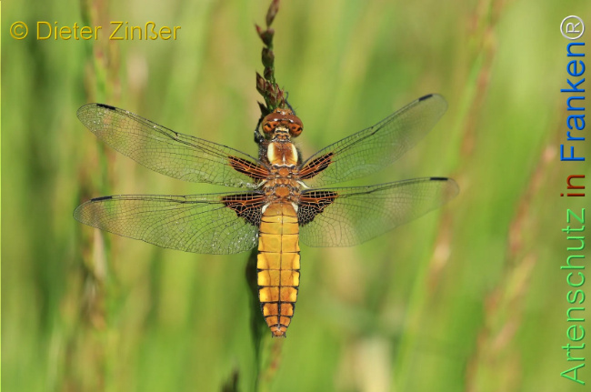 Bild zum Eintrag (1130470-160)