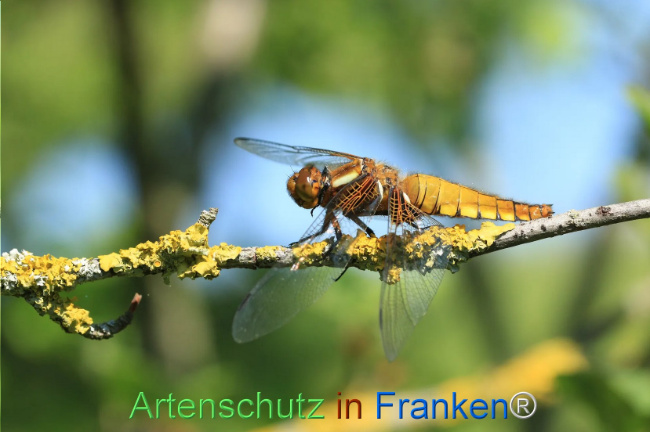 Bild zum Eintrag (1130471-160)